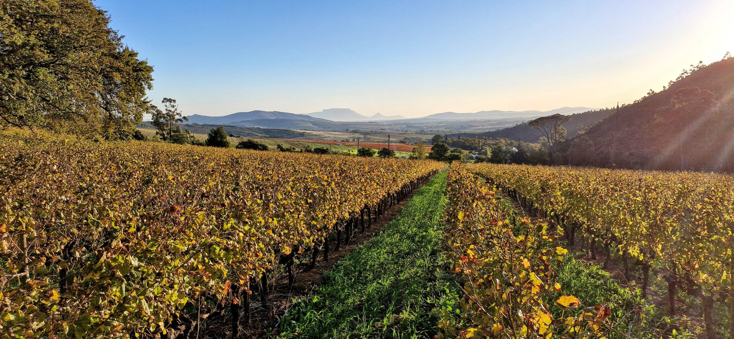 Stellenbosch