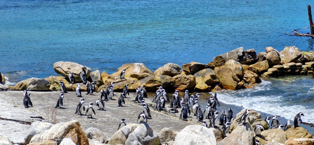 Explore Hermanus Day Tour