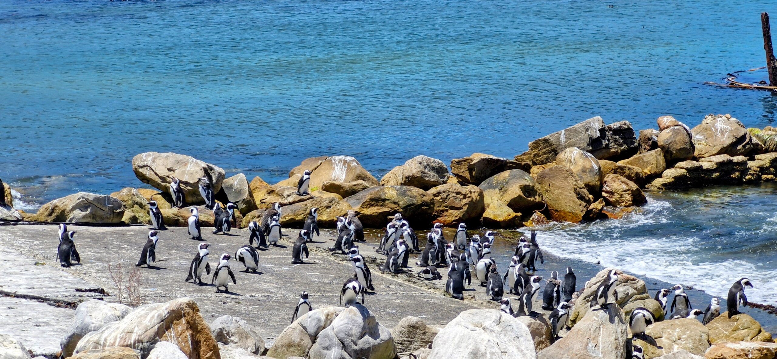 Explore Hermanus Day Tour