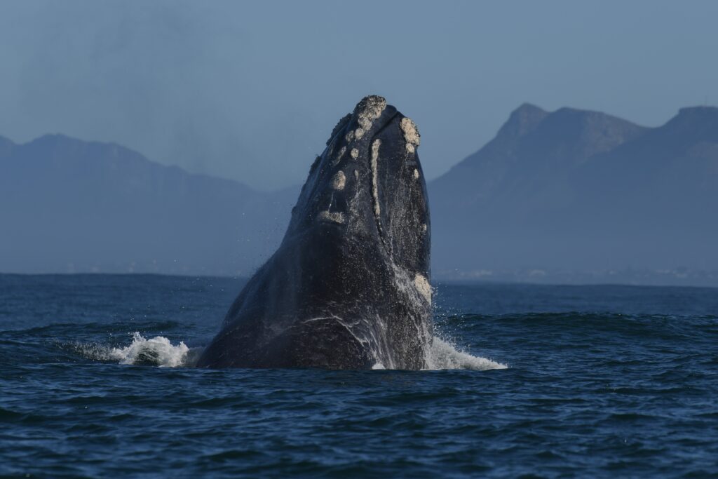 Hermanus Whale Watching Tour