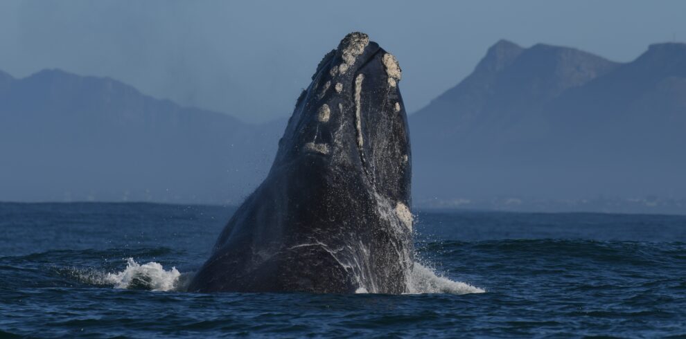Hermanus Whale Watching Tour