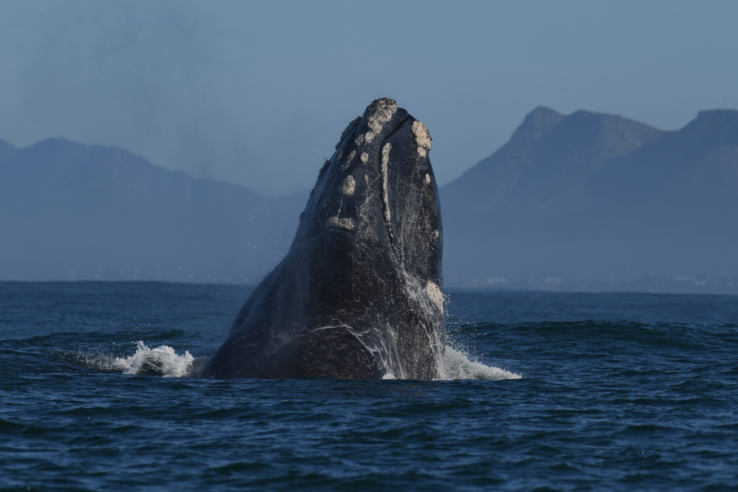 Hermanus Whale Watching Tour
