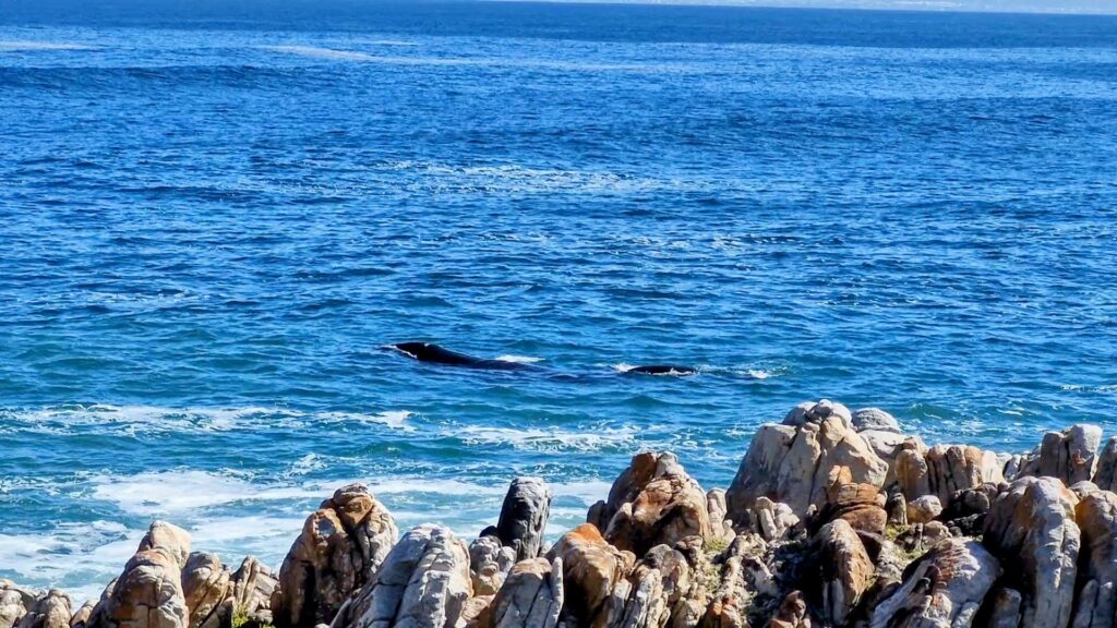 Hermanus