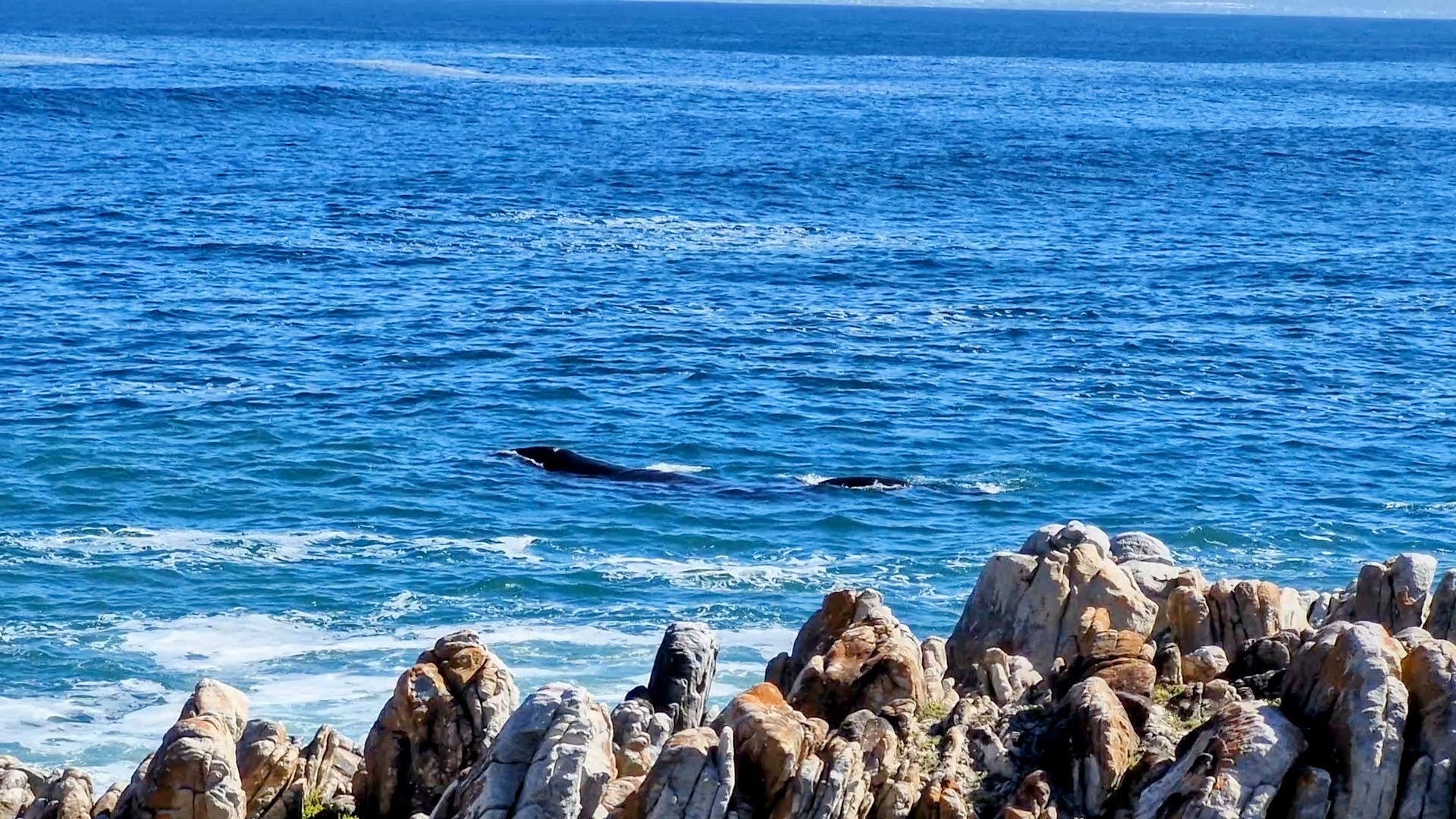 Hermanus