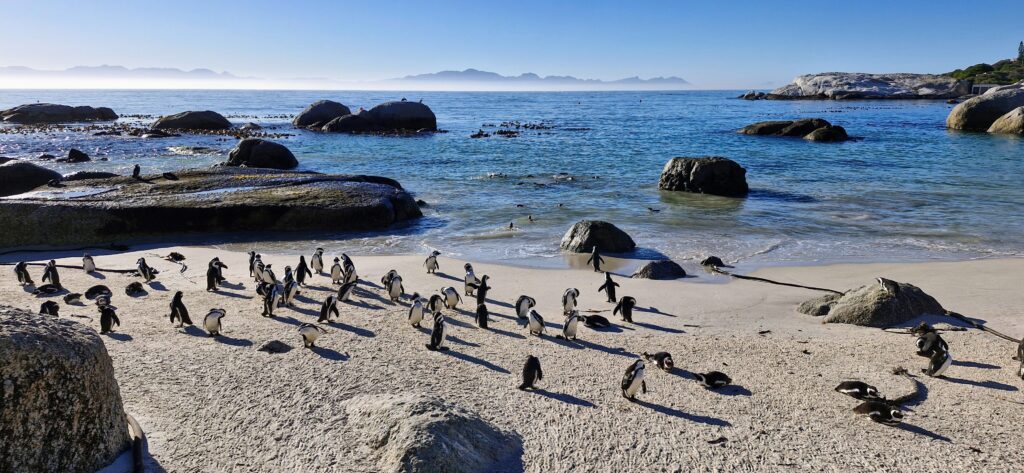 private cape peninsula tour