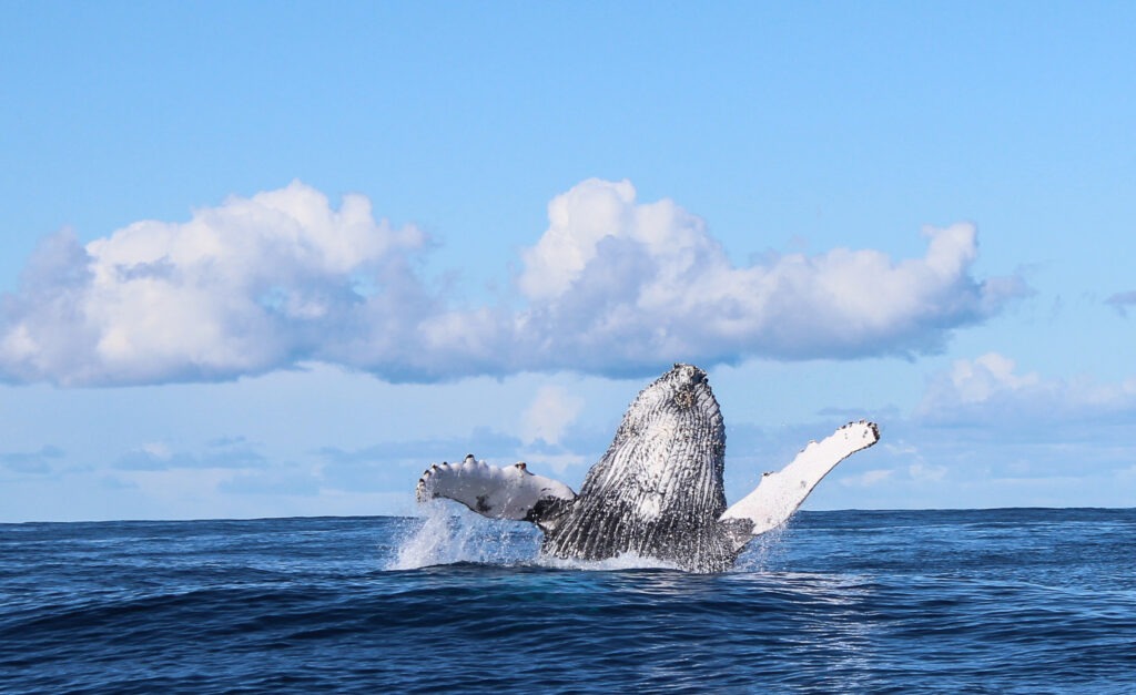 gansbaai whale watching private tour