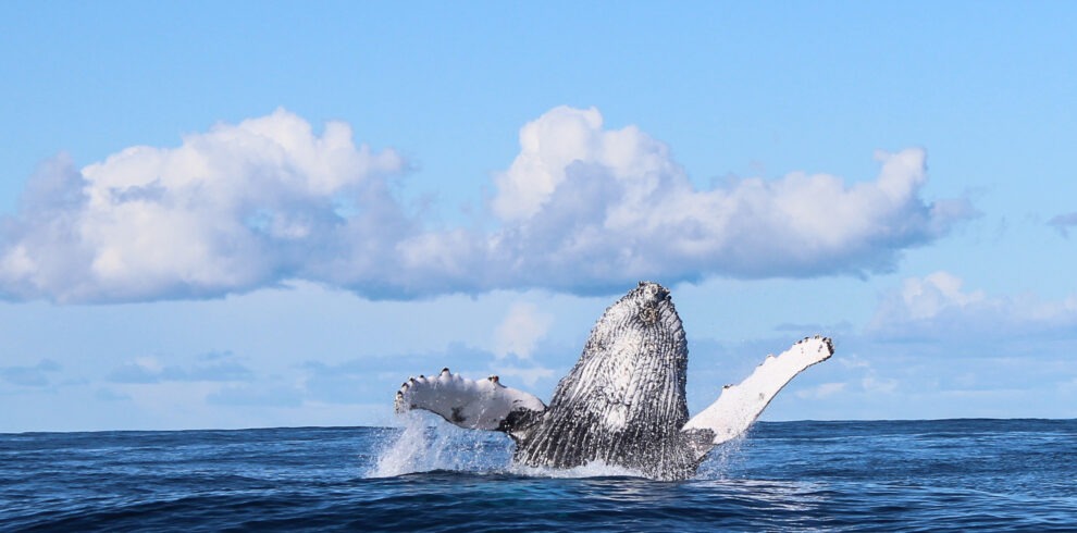 gansbaai whale watching private tour