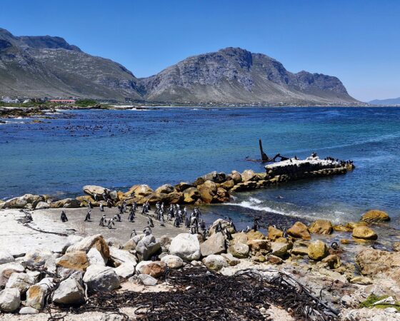 Betty's Bay