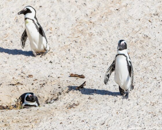 Boulders Beach