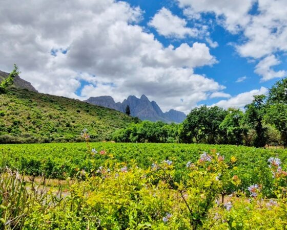 Stellenbosch