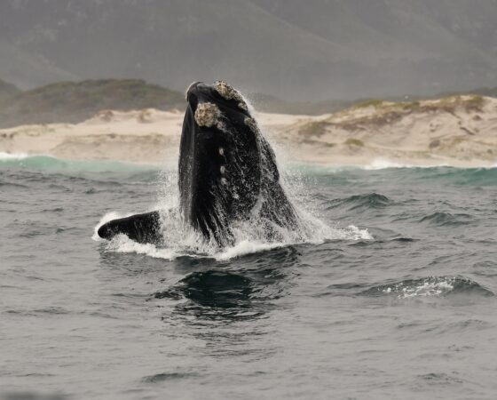 Hermanus