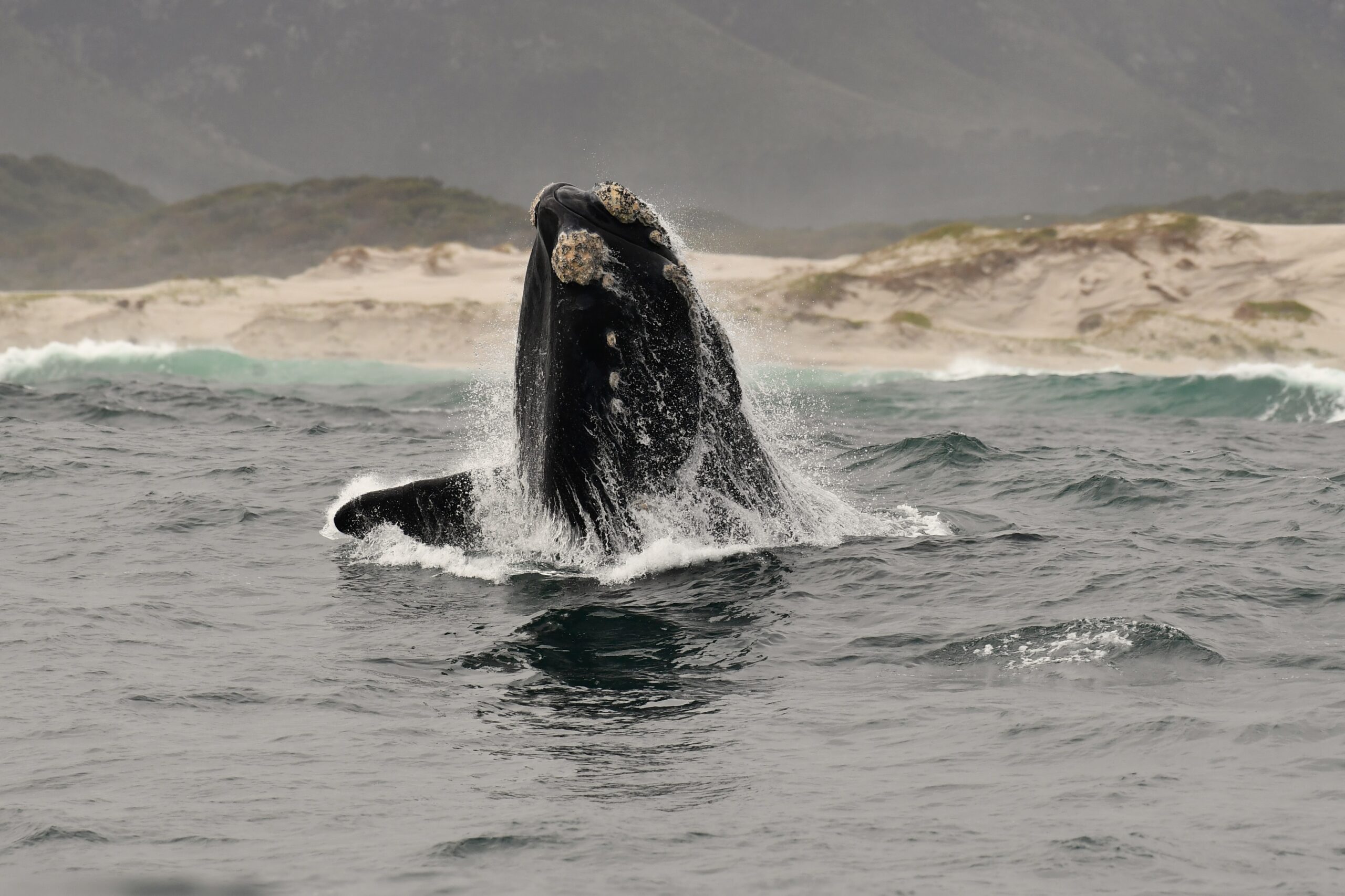 Hermanus